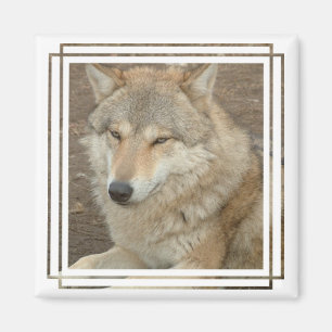 Wolf Square Magnet