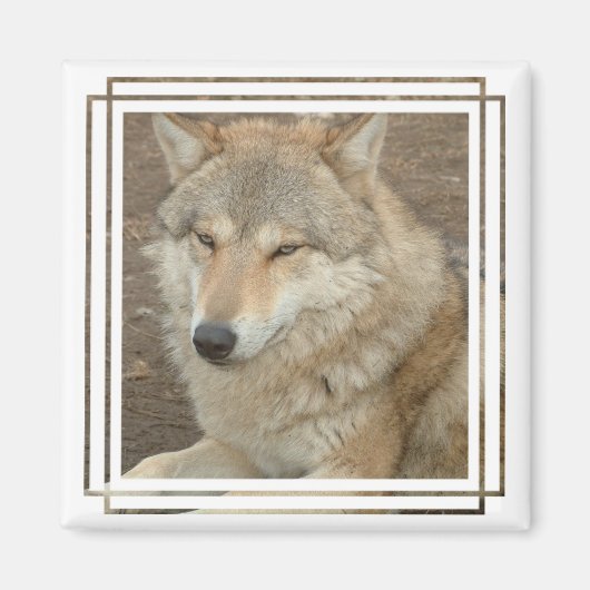 Wolf Square Magnet (Voorkant)