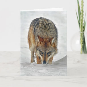 Wolf Stalking Kaart