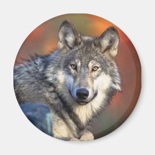 Wolf Staring Magnet (Voorkant)
