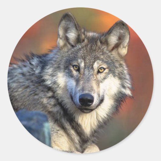 Wolf Staring Sticker (Voorkant)