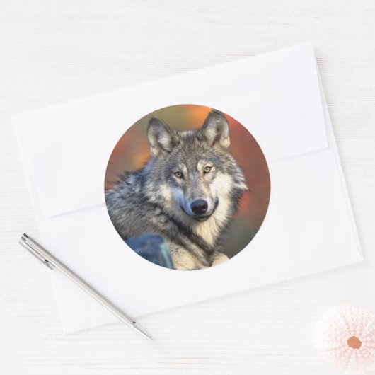 Wolf Staring Sticker (Envelop)