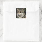 Wolf Sticker (Tas)