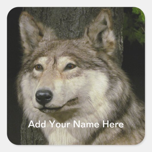 Wolf Sticker (Voorkant)