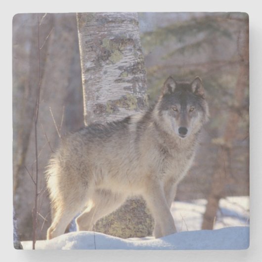 Wolf Stone Onderzetter (Voorkant)