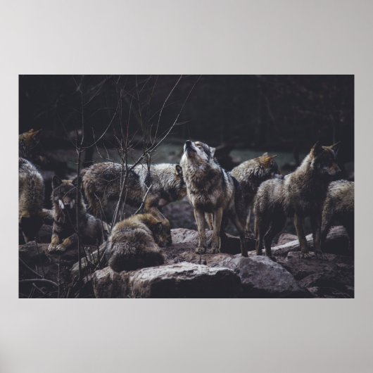 WOLF VERPAKKING OP ROCK FORMATIE POSTER (Voorkant)
