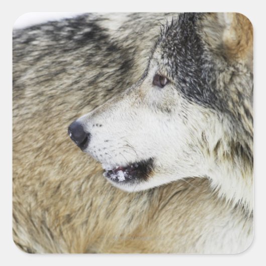 Wolf Vierkante Sticker (Voorkant)
