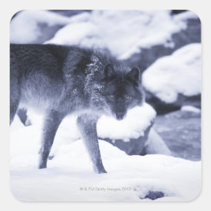 Wolf Vierkante Sticker