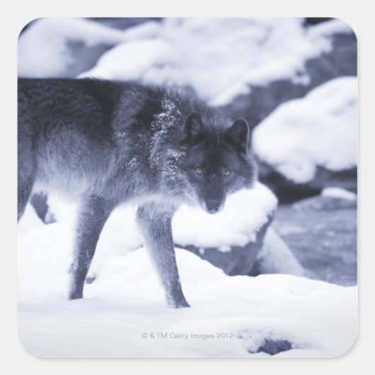 Wolf Vierkante Sticker (Voorkant)