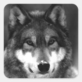 Wolf Vierkante Sticker (Voorkant)