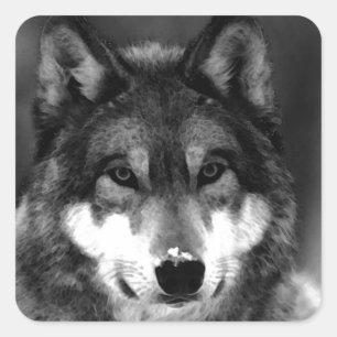 Wolf Vierkante Sticker