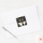 Wolf Vierkante Sticker (Envelop)