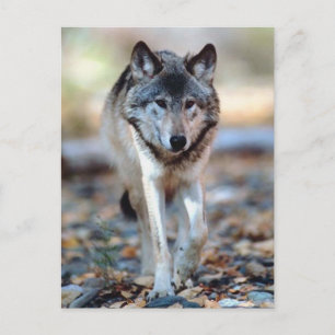 WOLF WALKING BRIEFKAART