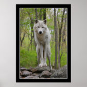 Wolf Watch Poster (Voorkant)