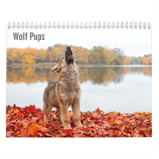 Wolf Welpen 2027 Kalender (Hoes)
