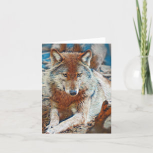 Wolf Wenskaart Kaart