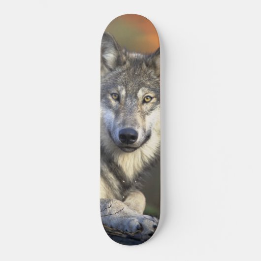 Wolf Wijsheid Skateboard (Voorkant)