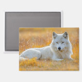 Wolf Wild Animal Loving Portrait Magneet (Voorkant / Achterkant)