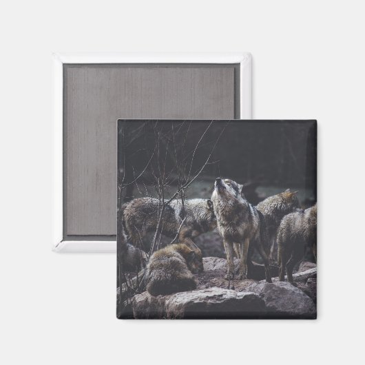 Wolf Wolf Wolf Magneet (Voorkant / Achterkant)