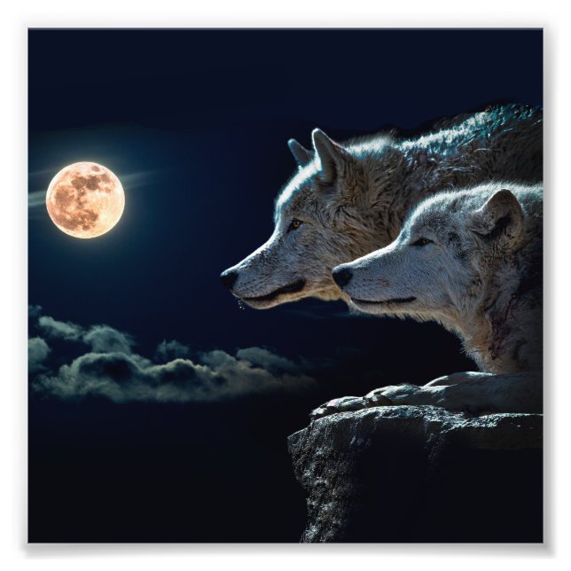 Wolf Wolven Howling bij de Volledige maan Foto Afdruk (Voorkant)