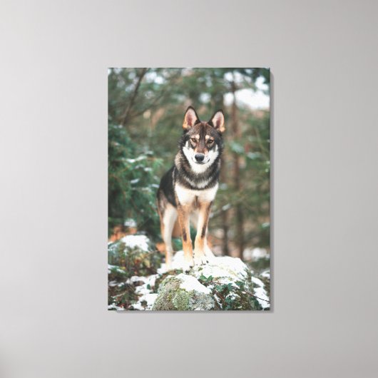 Wolfdog Canvas Afdruk (Voorkant)