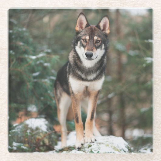 Wolfdog Glazen Onderzetter (Voorkant)