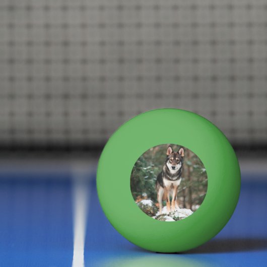 Wolfdog Pingpongbal (Net)