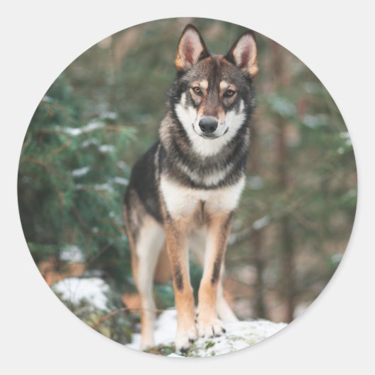 Wolfdog Ronde Sticker (Voorkant)