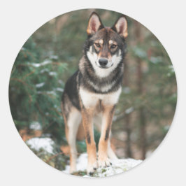 Wolfdog Ronde Sticker