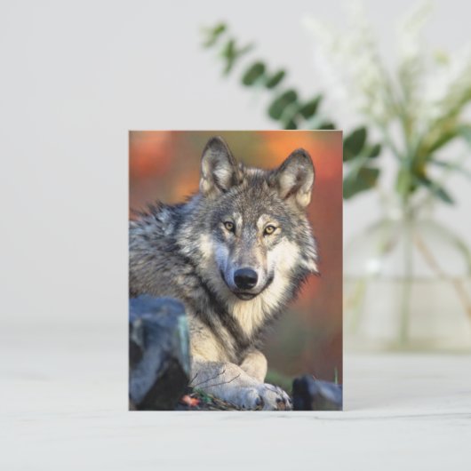 Wolffoto Briefkaart (Staand voorkant)