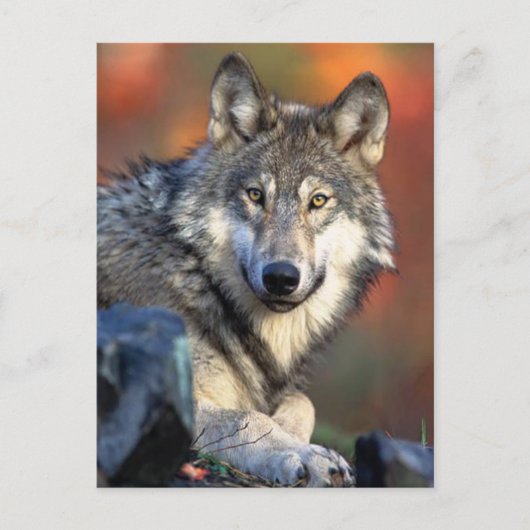 Wolffoto Briefkaart (Voorkant)
