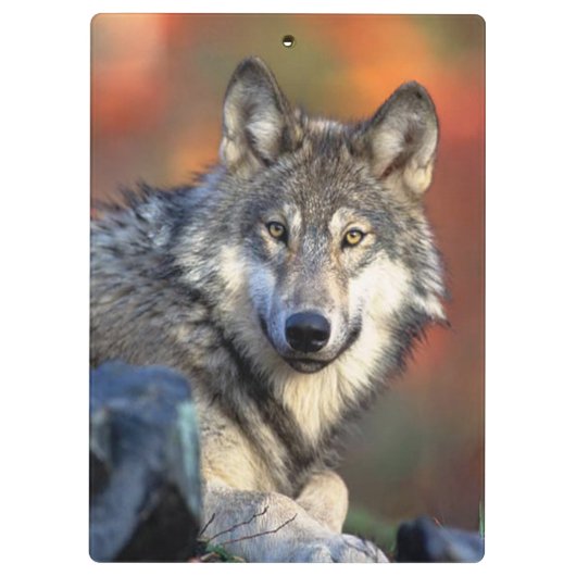 Wolffoto Klembord (Achterkant)