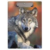 Wolffoto Klembord (Voorkant)