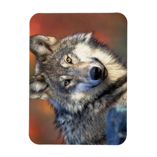 Wolffoto Magneet (Verticaal)