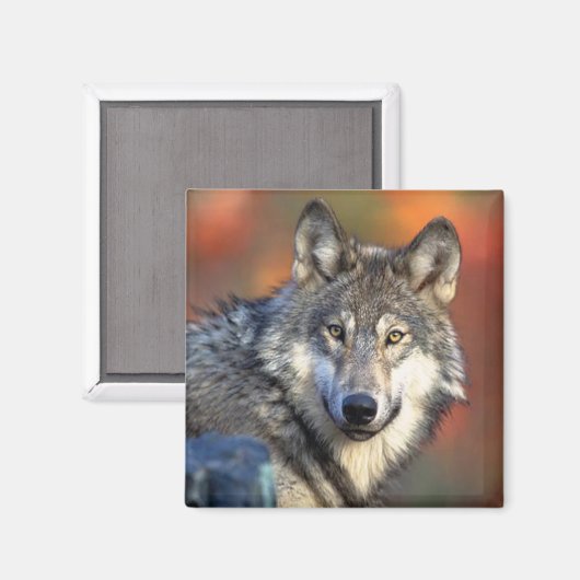 Wolffoto Magneet (Voorkant / Achterkant)