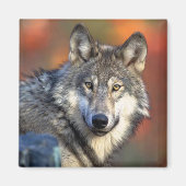Wolffoto Magneet (Voorkant)
