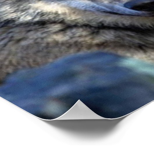 Wolffoto Poster (Hoek)