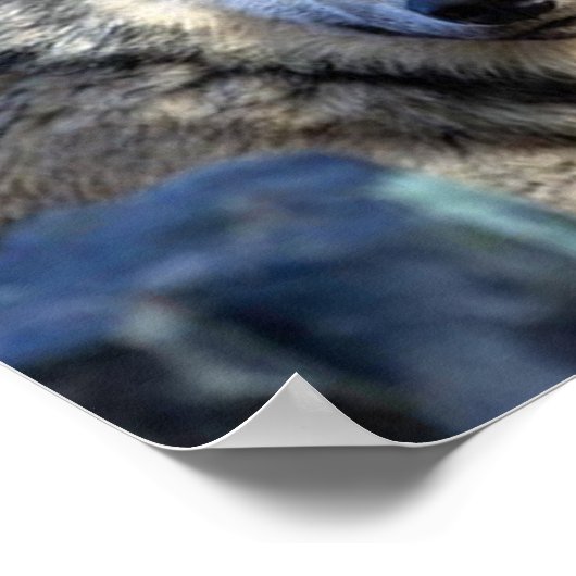 Wolffoto Poster (Hoek)