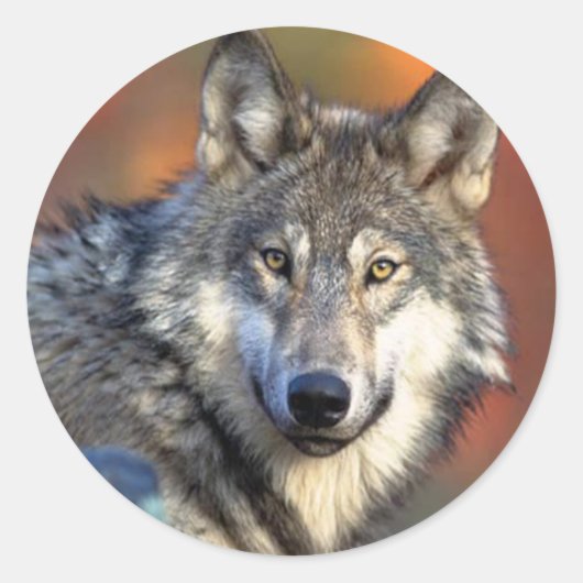 Wolffoto Ronde Sticker (Voorkant)