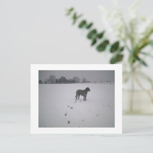 Wolfhound in sneeuw briefkaart (Staand voorkant)