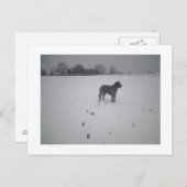 Wolfhound in sneeuw briefkaart (Voorkant / Achterkant)