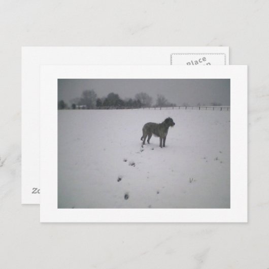 Wolfhound in sneeuw briefkaart (Voorkant / Achterkant)