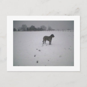 Wolfhound in sneeuw briefkaart