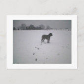 Wolfhound in sneeuw briefkaart (Voorkant)