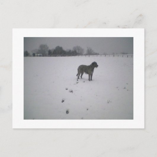Wolfhound in sneeuw briefkaart (Voorkant)