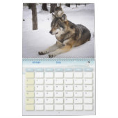 Wolfkalender Kalender (Feb 2026)