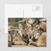 wolfpaar briefkaart (Voorkant / Achterkant)