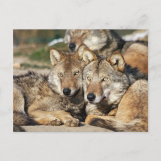 wolfpaar briefkaart