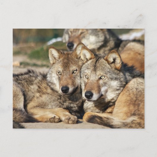 wolfpaar briefkaart (Voorkant)