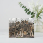 wolfpack briefkaart (Staand voorkant)